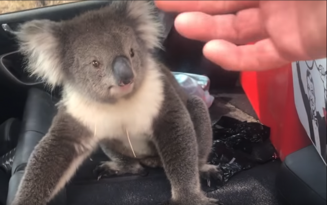 Video: Mužovi sa do auta vlámala drzá koala. Keď si sadla dopredu, nebolo mu všetko jedno