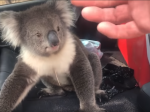 Video: Mužovi sa do auta vlámala drzá koala. Keď si sadla dopredu, nebolo mu všetko jedno