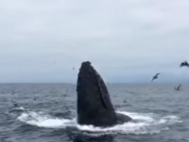 Video: Veľryby pred turistami predviedli neočakávané divadlo