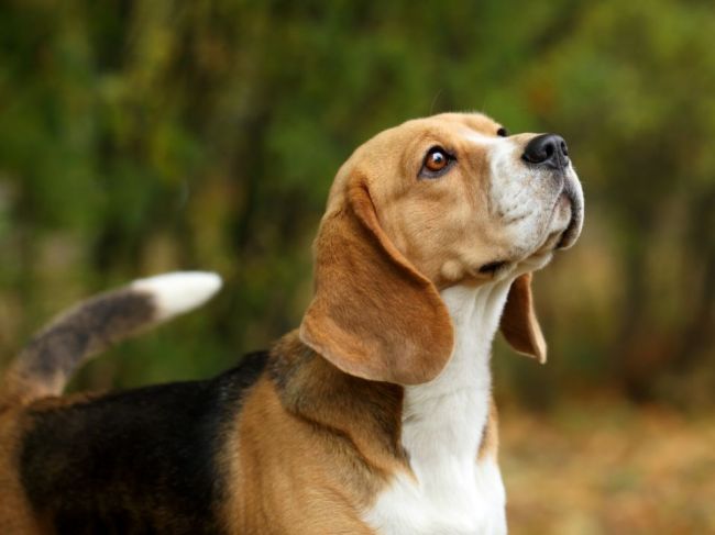 Psy vedia u človeka vycítiť rakovinu so zarážajúcou presnosťou