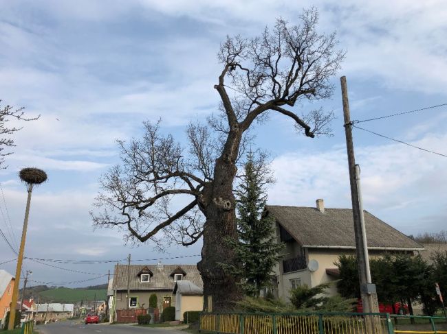 Dub v obci Dubinné je najstarším na Slovensku