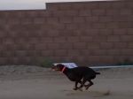 Video: Tohto psa nepredbehnete ani autom. Takto rýchlo dokáže behať