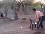Video: Muž si zobral stoličku a chcel chytiť malé prasa. Takýto koniec však nečakal
