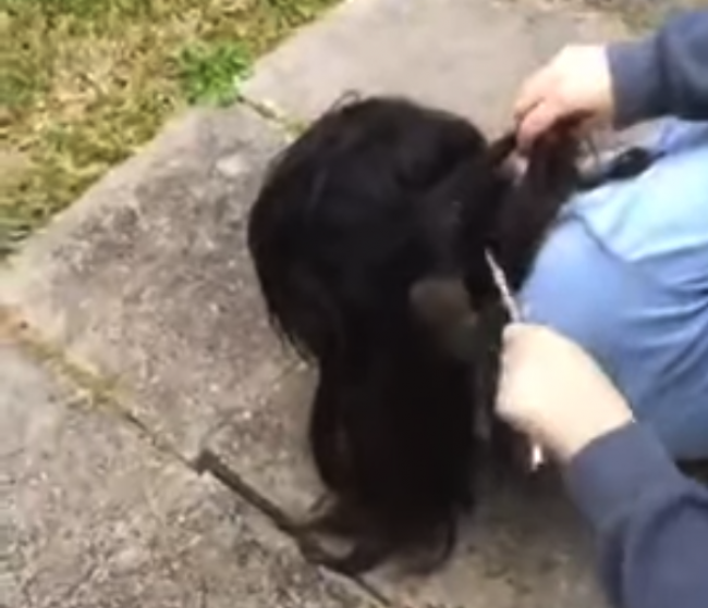 Video: Žene sa do vlasov dostal nepríjemný hlodavec, takto ho nakoniec vytiahli