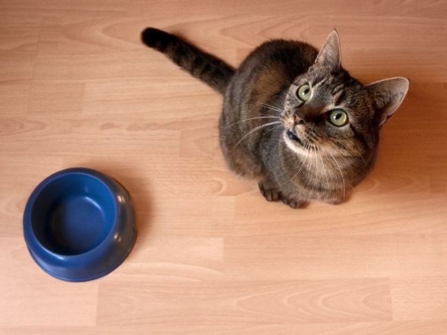 Ako správne kŕmiť mačky: Stále naplnená miska im nevyhovuje, spravte radšej toto