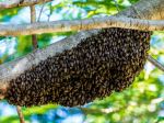 Na ženu zaútočili včely, keď jej roj spadol zo stromu na hlavu