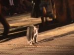 Video: Mačka si na móle „označkovala“ jednu z návštevníčok