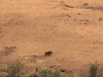 Video: Na prasa číhalo 7 levíc. Žena zachytila neuveriteľnú scénu