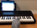 Video: Talentovaný papagáj sa na klavíri naučil hrať Beethovena