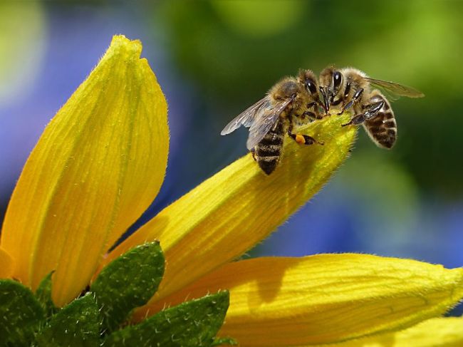 Podľa OSN včely prispievajú k opeleniu vyše 170.000 druhov rastlín