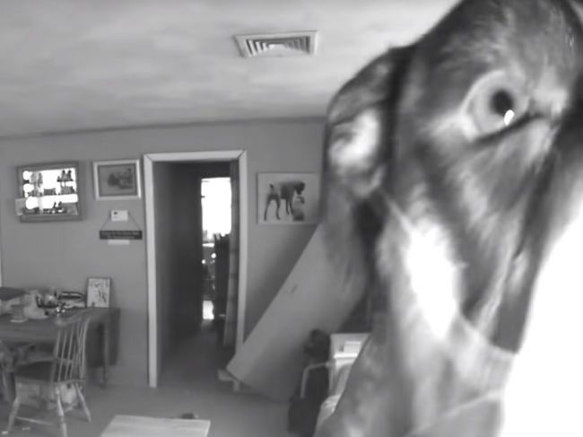 Video: Pes sa najprv zbavil dôkazov, potom prišla spúšť