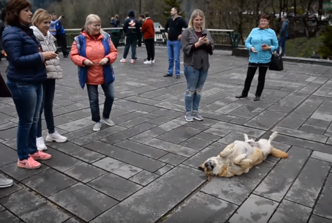 Video: Z tohto psa sa stala turistická atrakcia. Mnohí nepochopili, čo im naznačoval