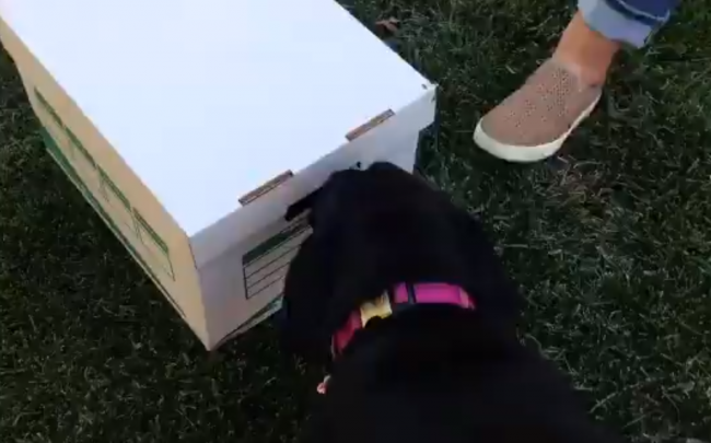 Video: Pes otvoril ňufákom škatuľu. Z tohto prekvapenia takmer zošalel