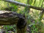 Bobor sa vracia do pôvodných lokalít, častejšie môže migrovať cez vozovku