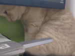 Video: Mačka sa potrebovala poškrabať. Jej márna snaha vás určite pobaví