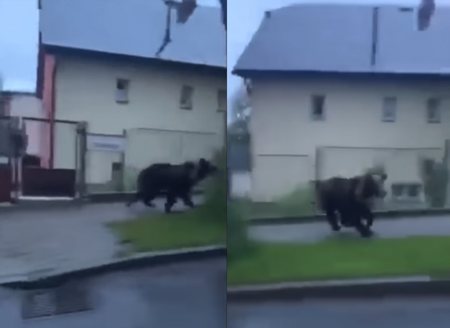 Video: V Ružomberku behal po chodníku medveď, takto zareagoval na vodiča v aute