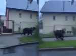 Video: V Ružomberku behal po chodníku medveď, takto zareagoval na vodiča v aute
