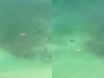 Video: Plavkyňa nevedomky plávala ponad žraloka