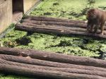 Video: Kačka sa s mláďatami zatúlala do výbehu pre opice. Tie neprejavili zľutovanie