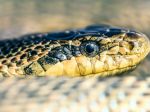 Vedci z Univerzity Komenského objavili nový druh hada, nazvali ho po zabudnutom kráľovstve