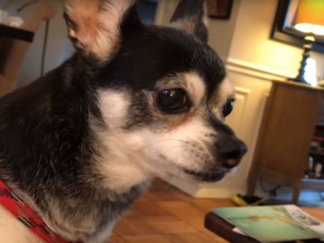 Video: Tento pes má po každom jedle špecifickú požiadavku