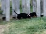 Video: Ako zabrániť psovi v preliezaní plota? Táto rodina to vyriešila raz-dva