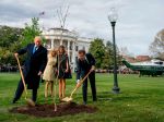 Strom symbolizujúci priateľstvo Trumpa s Macronom vyschol