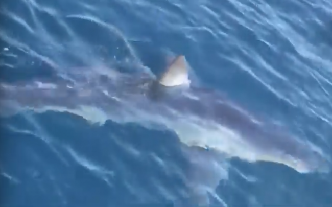 Video: V obľúbenej dovolenkovej destinácii Slovákov zachytili nebezpečného žraloka
