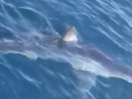 Video: V obľúbenej dovolenkovej destinácii Slovákov zachytili nebezpečného žraloka