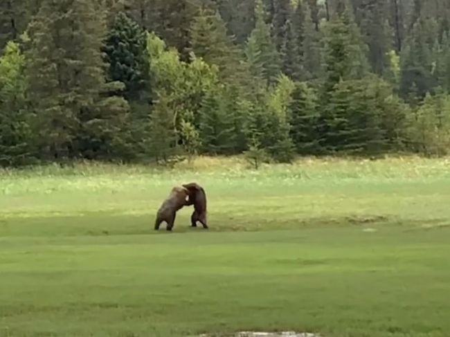 Video: Zúrivý boj medzi dvoma medveďmi: Predstavenie, aké bežne neuvidíte!