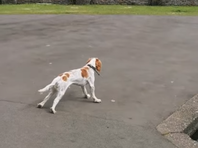 Video: Pes zbadal kačice, potom sa s jeho telom stalo niečo zvláštne