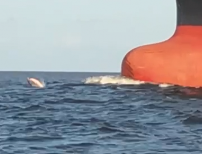 Video: V rieke sa objavili jedinečné ružové delfíny