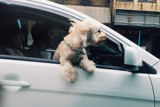 Prevážanie psa v aute počas horúčav má svoje pravidlá, venujte im pozornosť