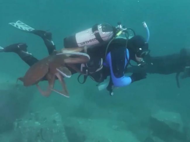 Video: Chobotnica zaútočila na potápačov. K tomuto často nedochádza