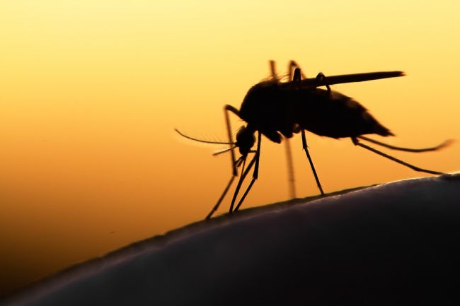 Hygienici varujú: Výskyt komárov v tejto oblasti dosiahol kalamitný stav