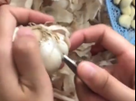 Video: Toto ste ešte nevideli! Neuveriteľný trik, ako očistiť cesnak, ovládol internet