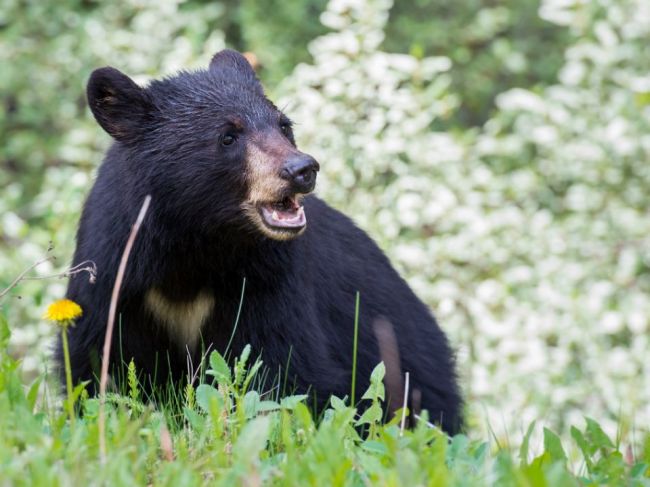 Medvieďa dali utratiť, vybudovalo si vraj príliš blízky vzťah k turistom