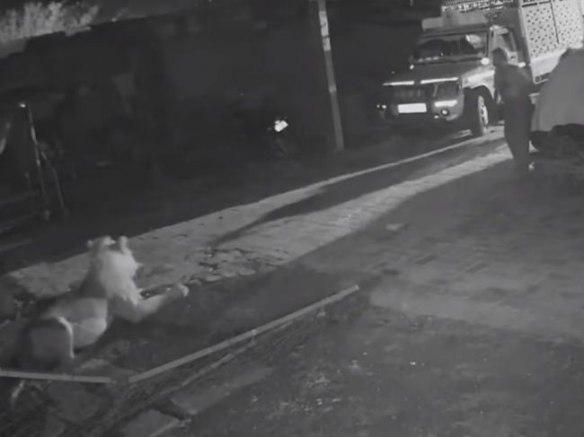 Video: Polonahý muž zaútočil na leva len s palicou v rukách