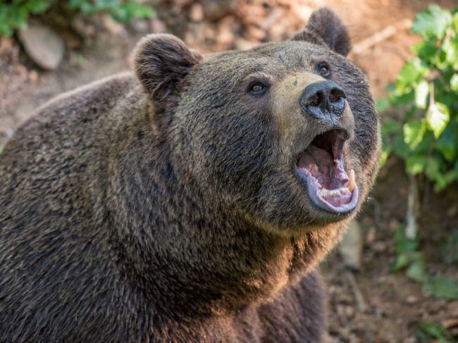 V Slovinsku napadol medveď 80-ročnú ženu