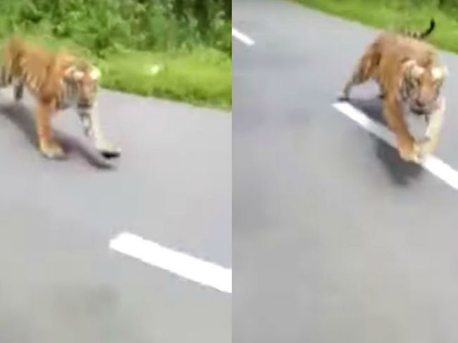 Video: Desivý moment pre motorkára – z húštiny sa naňho vrhol tiger