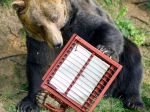 Medveď Žabo testoval pohyblivý odpadkový kôš
