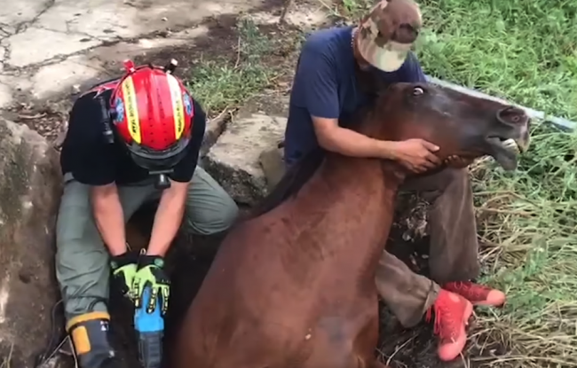 Video: Neuveriteľná záchrana kobyly. Takto ju museli vytiahnuť