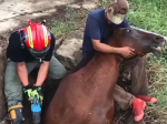 Video: Neuveriteľná záchrana kobyly. Takto ju museli vytiahnuť