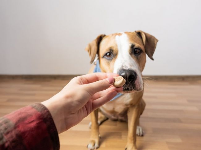 Často používané umelé sladidlo môže spôsobiť smrť vášho domáceho miláčika