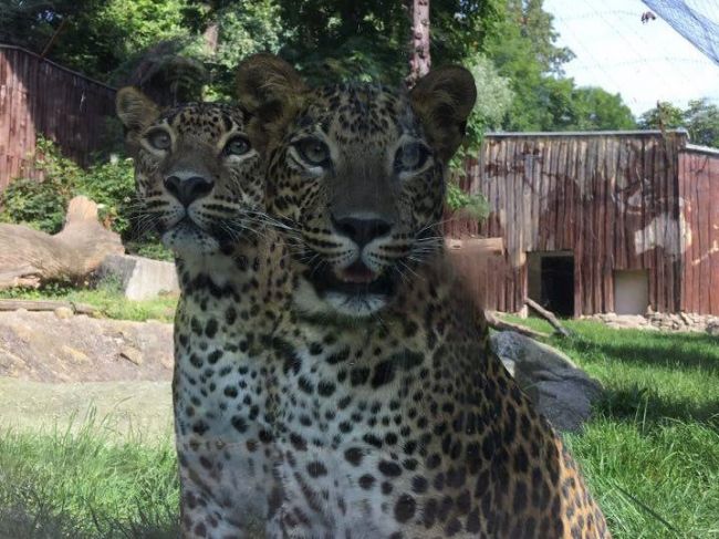 Bratislavskú zoo evakuovali, hľadali mláďa leoparda