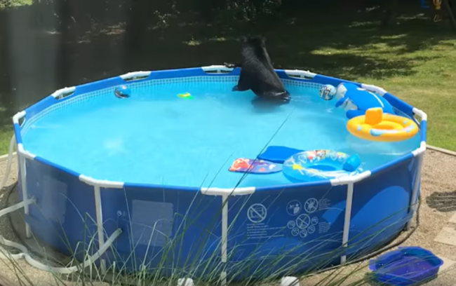 Video: Dieťa chcelo ísť do bazéna. Pri pohľade z okna mu to mama zakázala