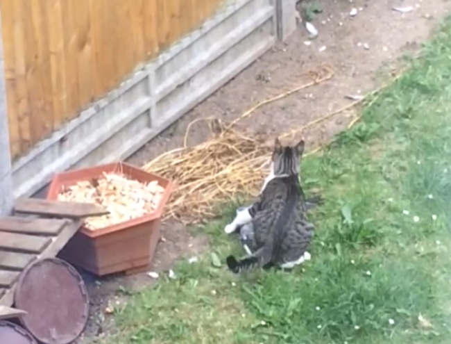 Video: Muž zaštekal na mačku, aby zachránil holuba. Vtom však prišiel nečakaný predátor