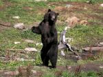 Turisti stretli v Západných Tatrách medveďa, pomáhali horskí záchranári