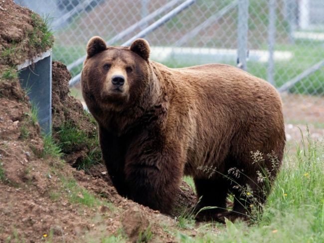 Po slovenskej obci sa dva týždne prechádza medveď, ochranári miesto zatiaľ monitorujú