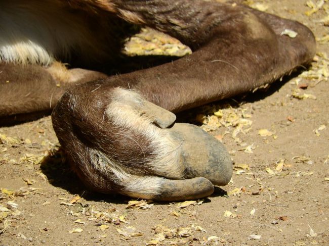 Na Špicbergoch našli 200 uhynutých sobov, vedci vinia klimatickú zmenu